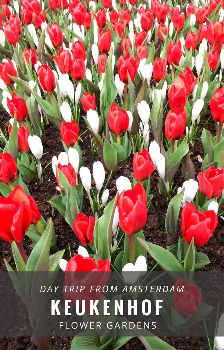 keukenhof tulip gardens - guide to visiting the flower park near