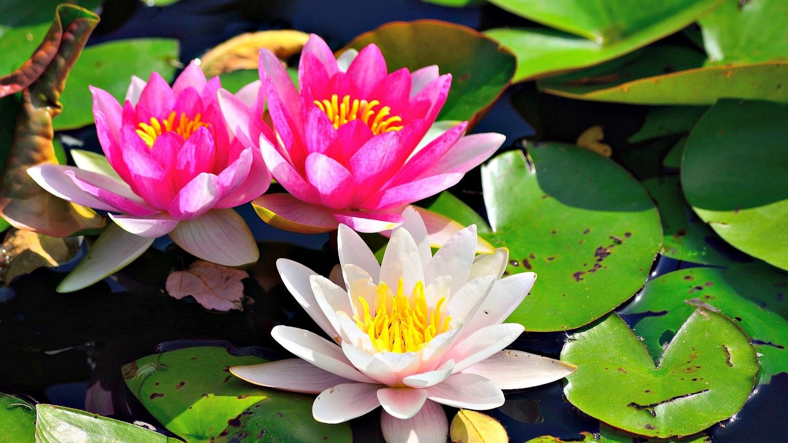 hanakotoba — the japanese language of flowers | gardening ideas