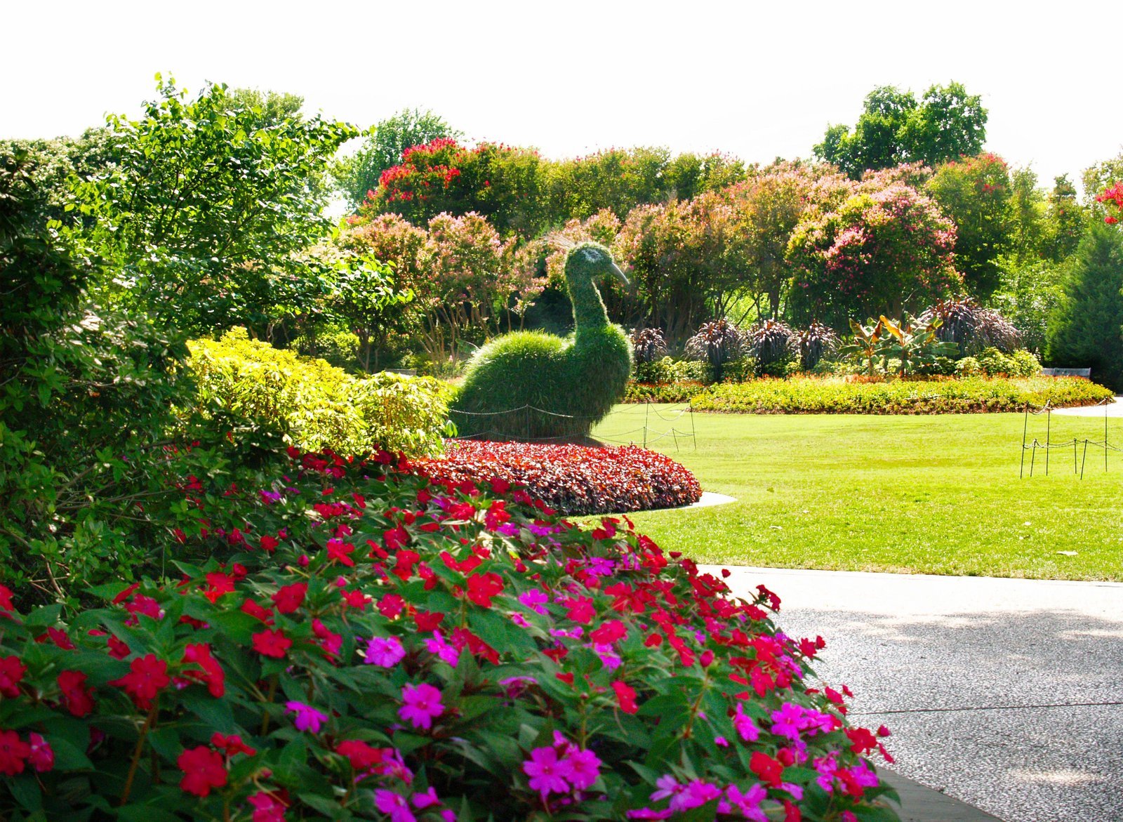 peacock topiaries, summer, spring, the dallas arboretum, arboretum