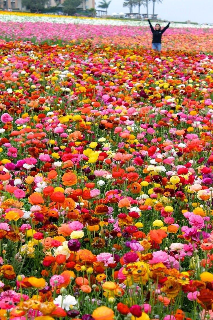 flower fields san diego~. | beautiful garden | carlsbad flower