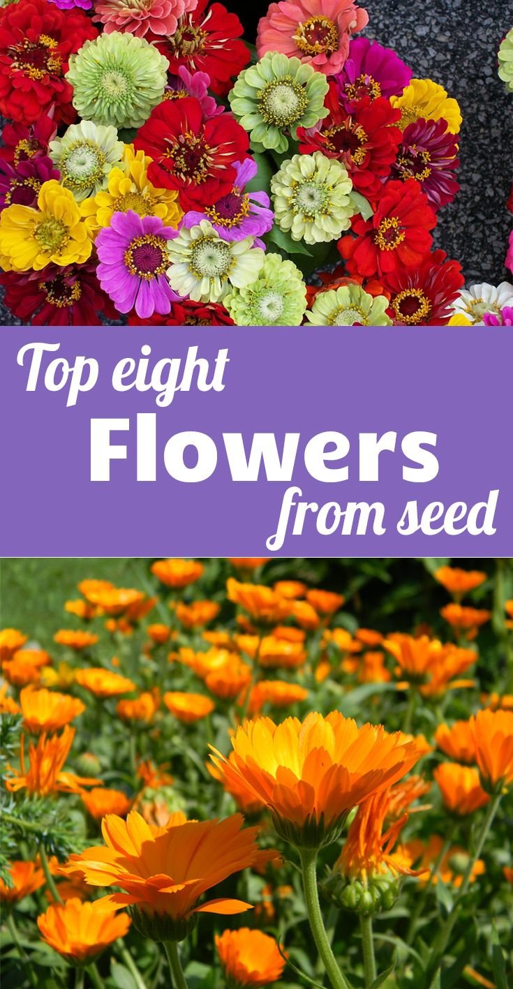 top eight flowers from seed - easy flowers that will add a tonne of