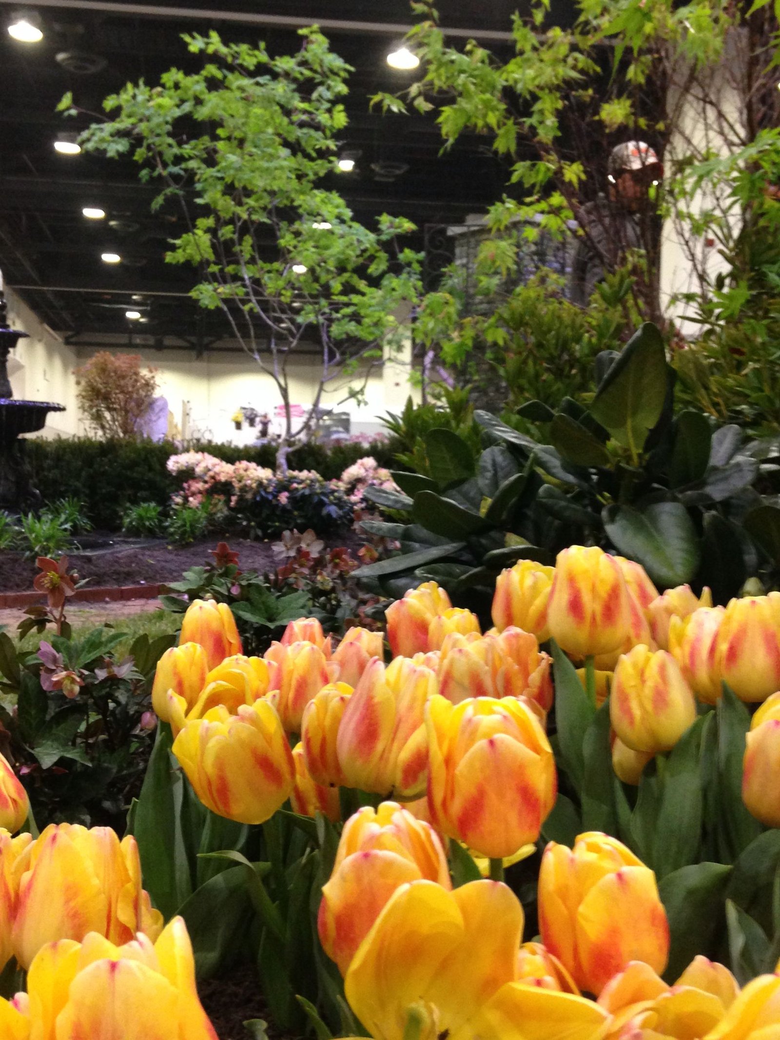 our tulips were the talk of the town at the rhode island spring
