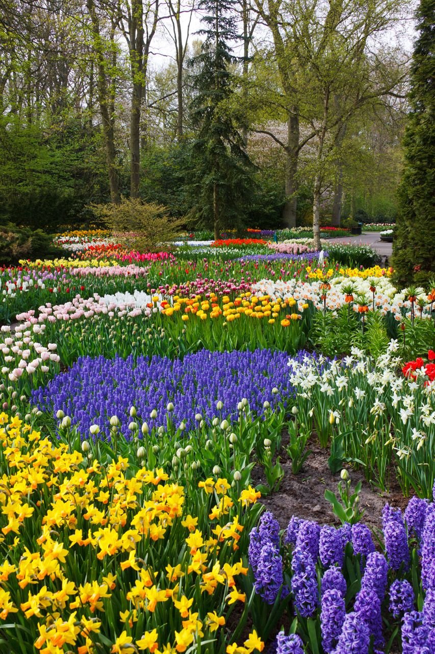colourful+flowers+in+garden | colorful flower garden free stock