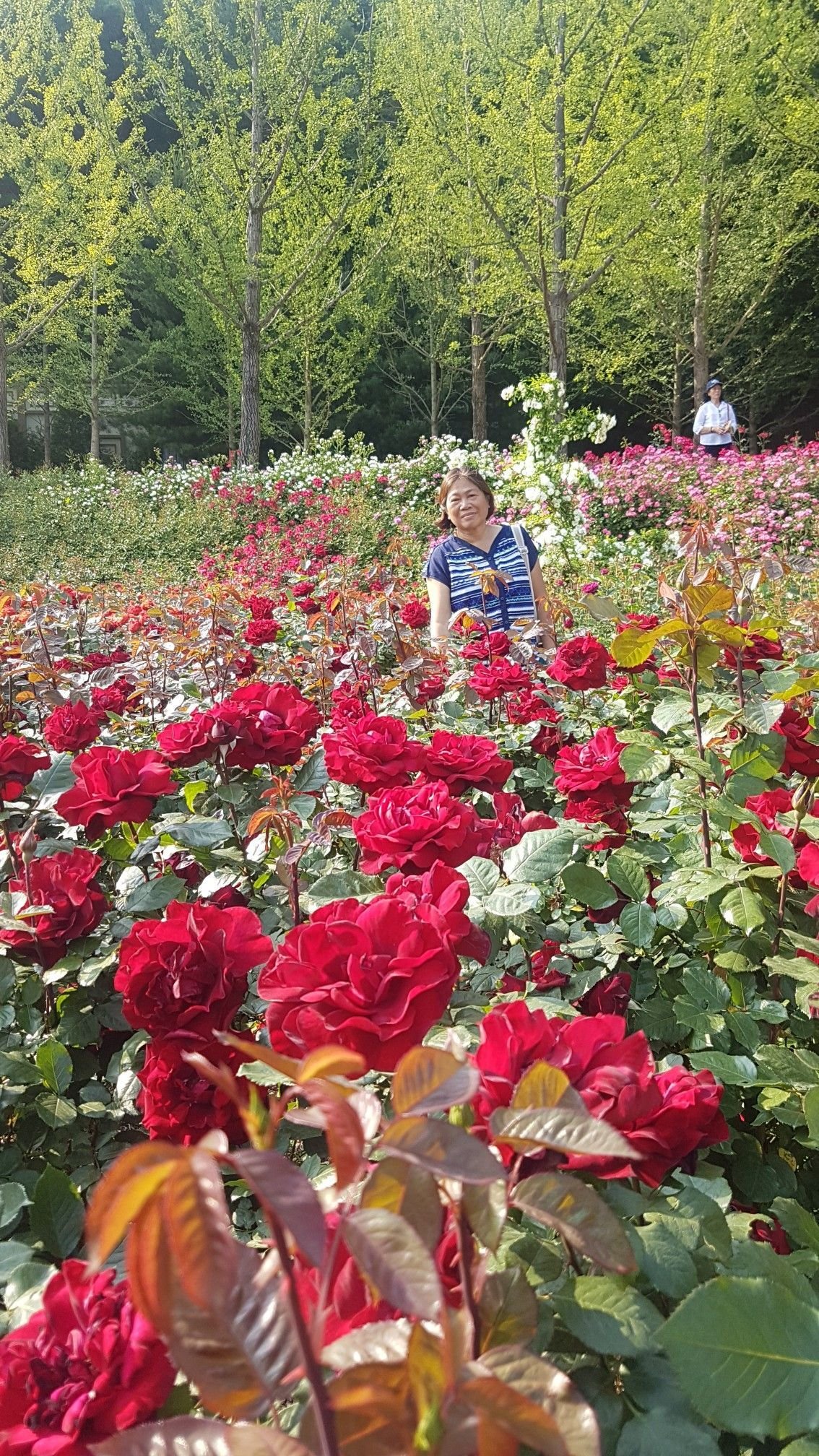 roses garden in everland seoul south korea.. | south korea | rose