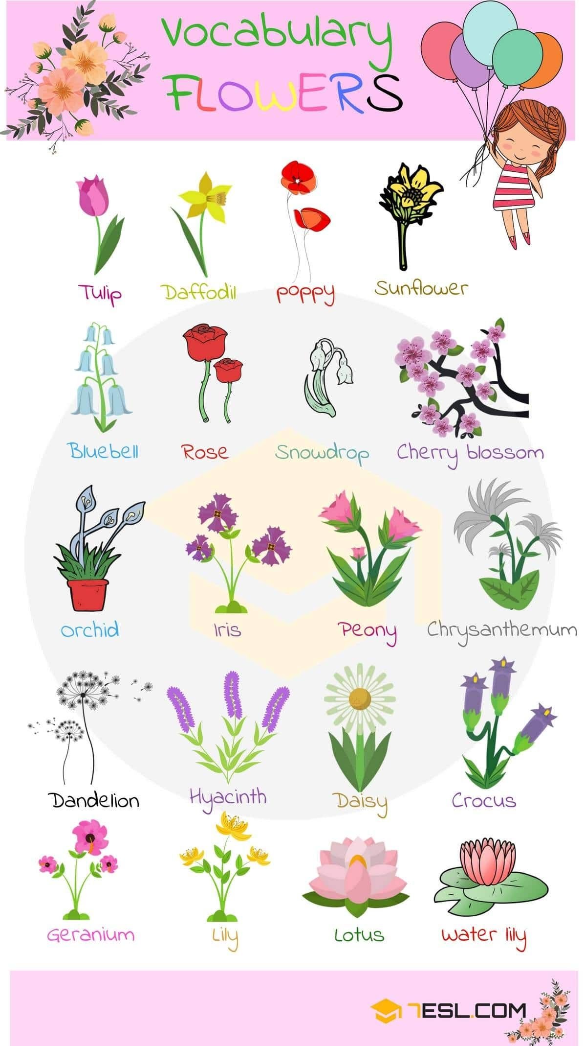 list of plant and flower names in english with pictures | en