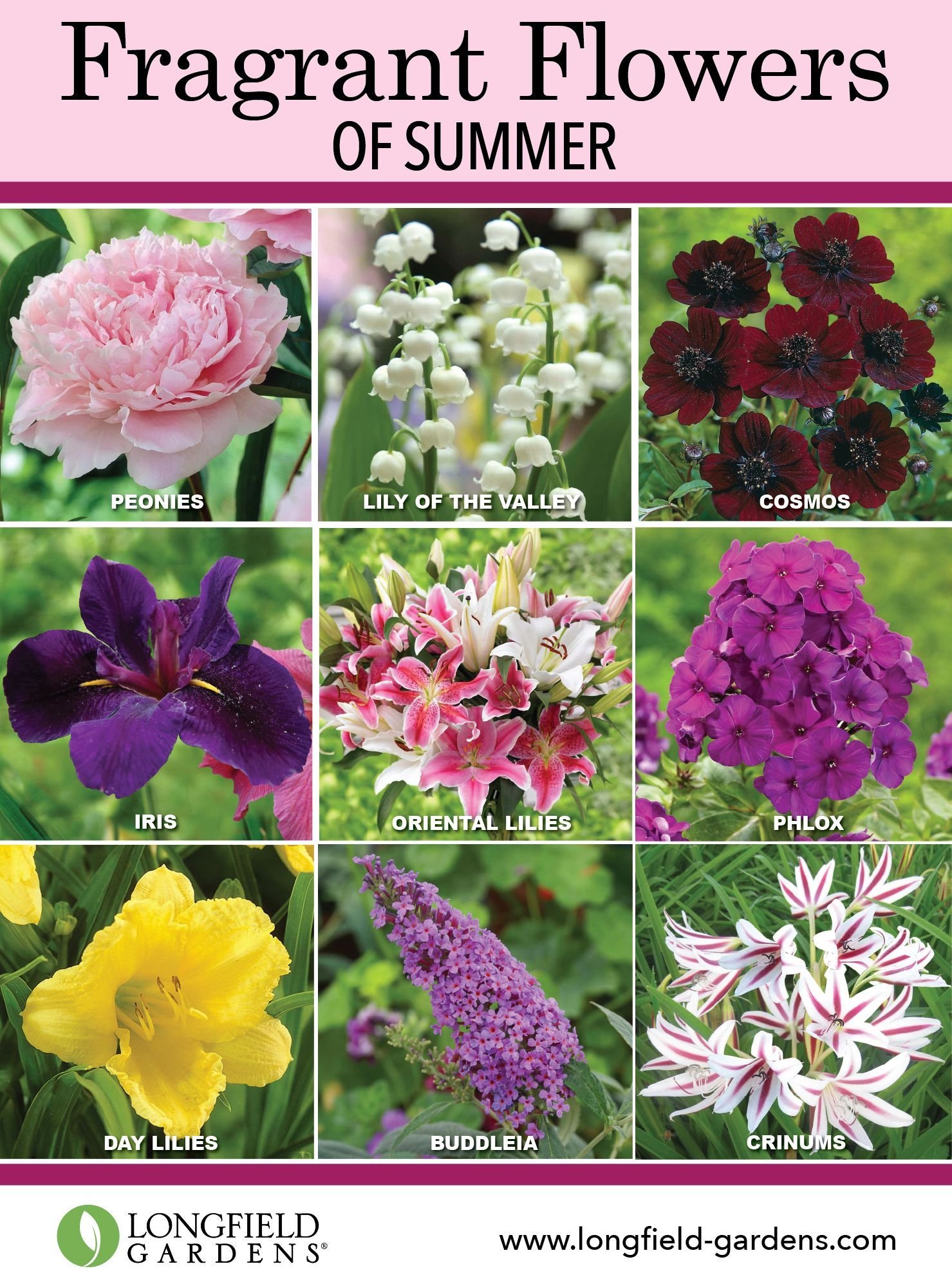 cheap landscaping ideas on a budget #phloxlandscaping | landscape