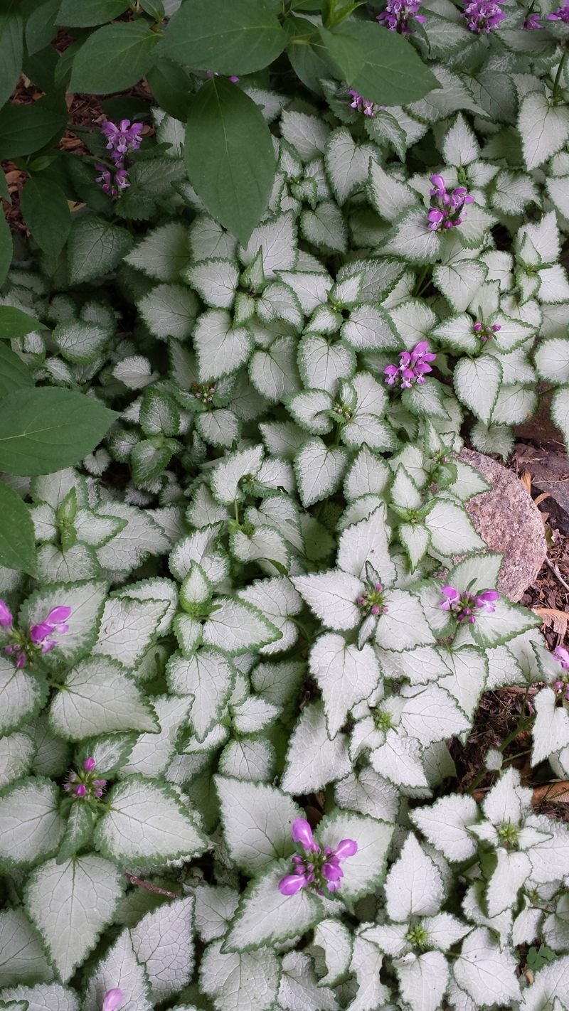 discover top shade perennials | best of home and garden | shade