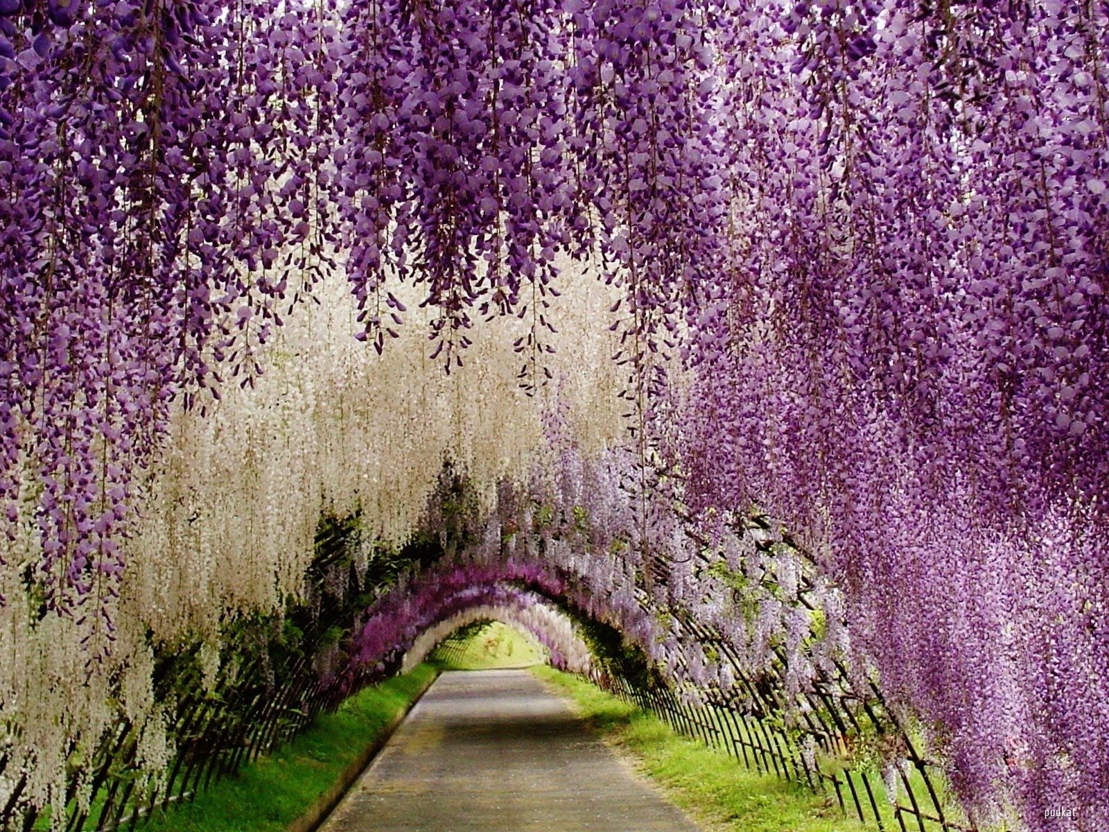 tourist destination in japan - ashikaga flower park | favorite