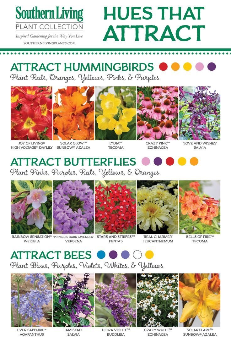 natural attraction | gardens | garden, hummingbird garden, garden