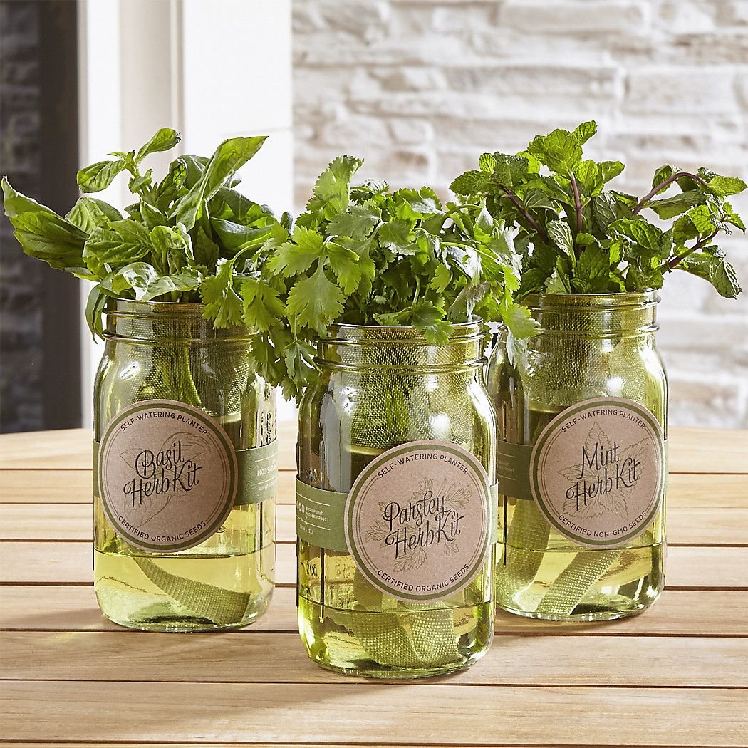 Shop Garden Jar Hydroponic Herb Kit. Grow basil, parsley ...