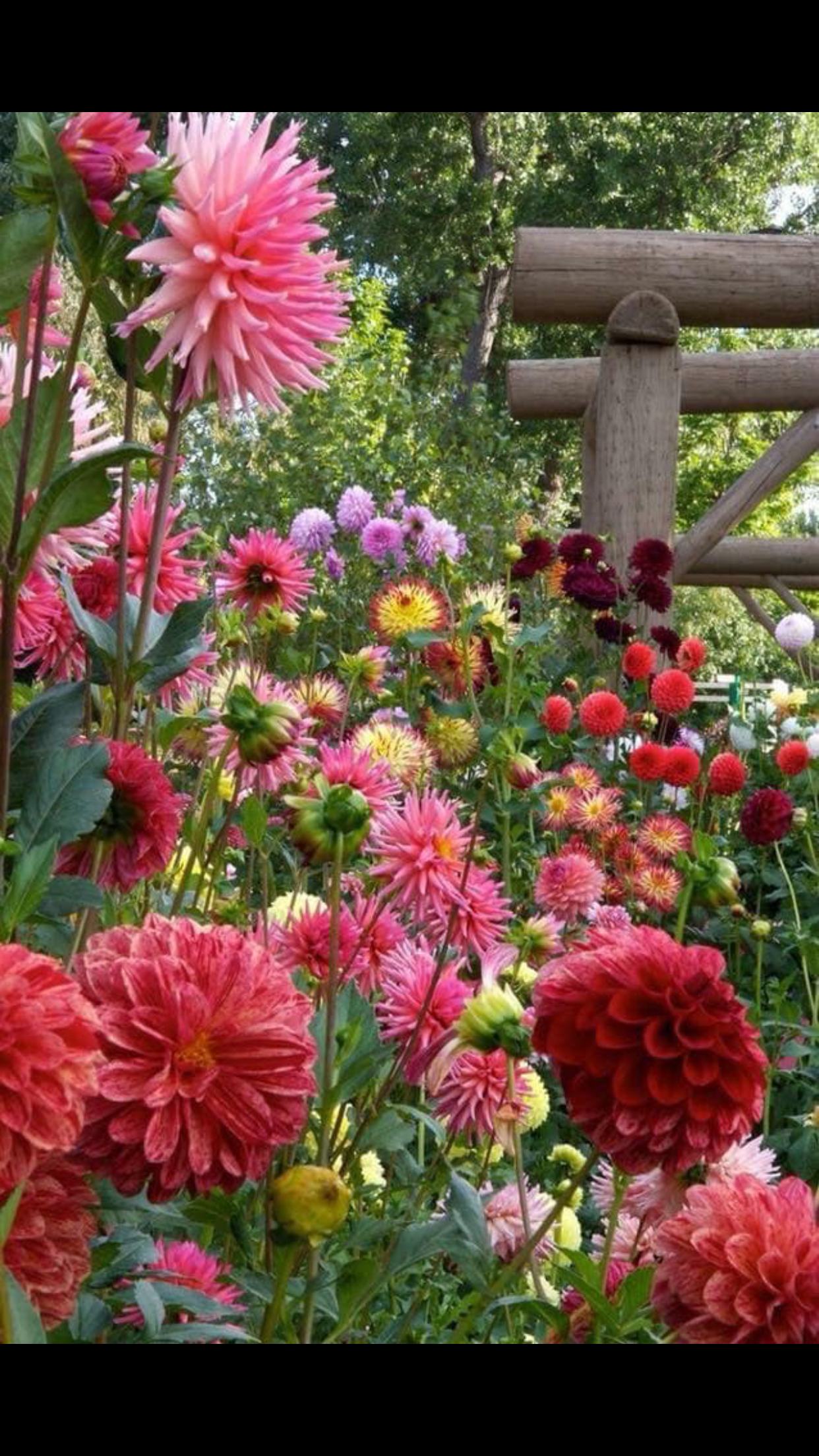 pin by pam stamper on wallpapers | garden, flowers, backyard