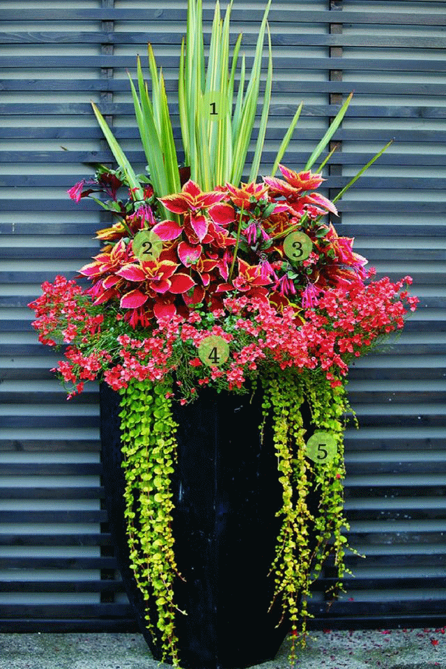 container gardening flowers full sun in 2020 | container flowers