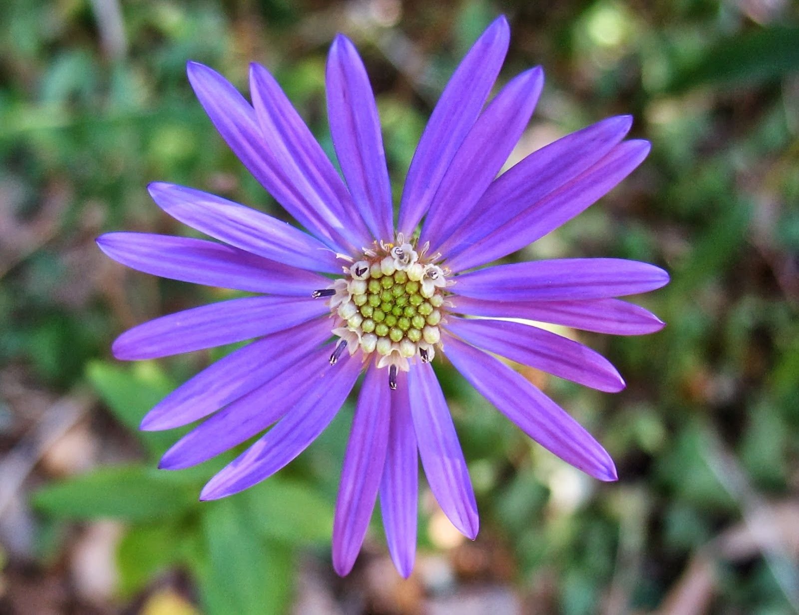 using georgia native plants: fall colors in the native garden