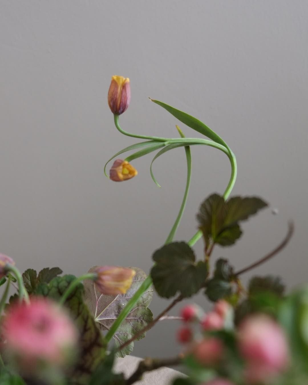the garden gate flower company on instagram: “all the curves - the