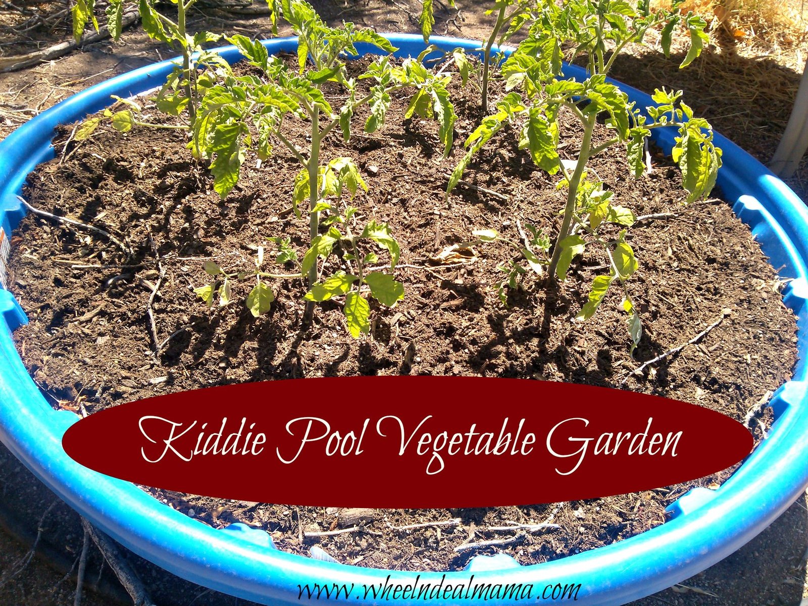 do-it-yourself: kiddie pool vegetable garden! | frugal and money