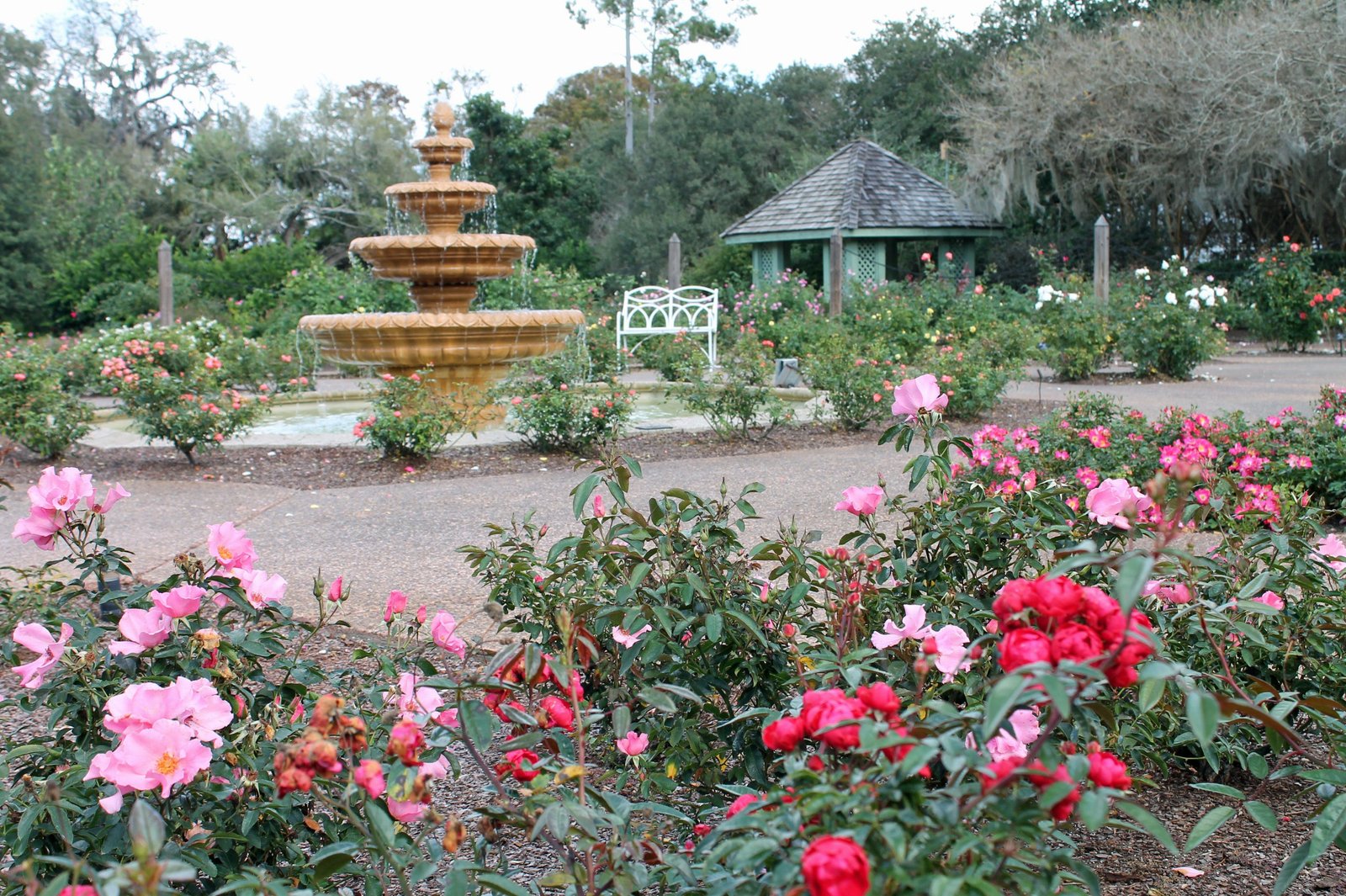 the rose garden at orlando's harry p. leu gardens in january. | my
