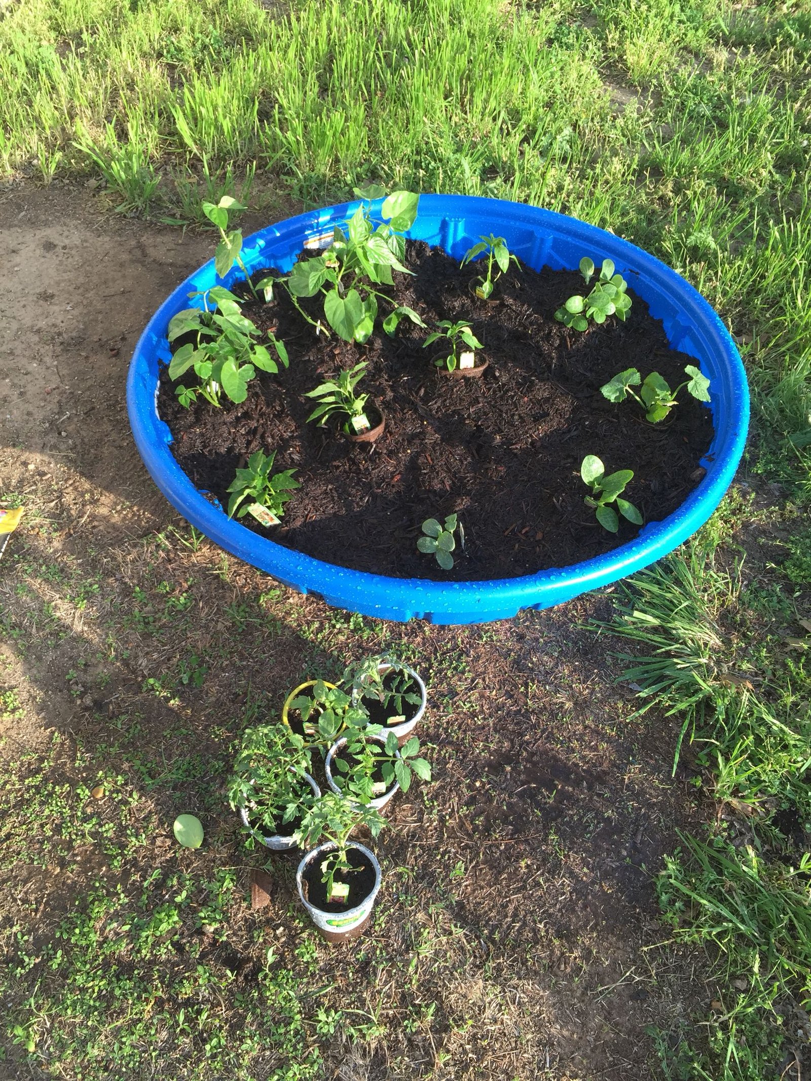 cheap garden idea!! kiddie pool vegetable garden. drill holes in the