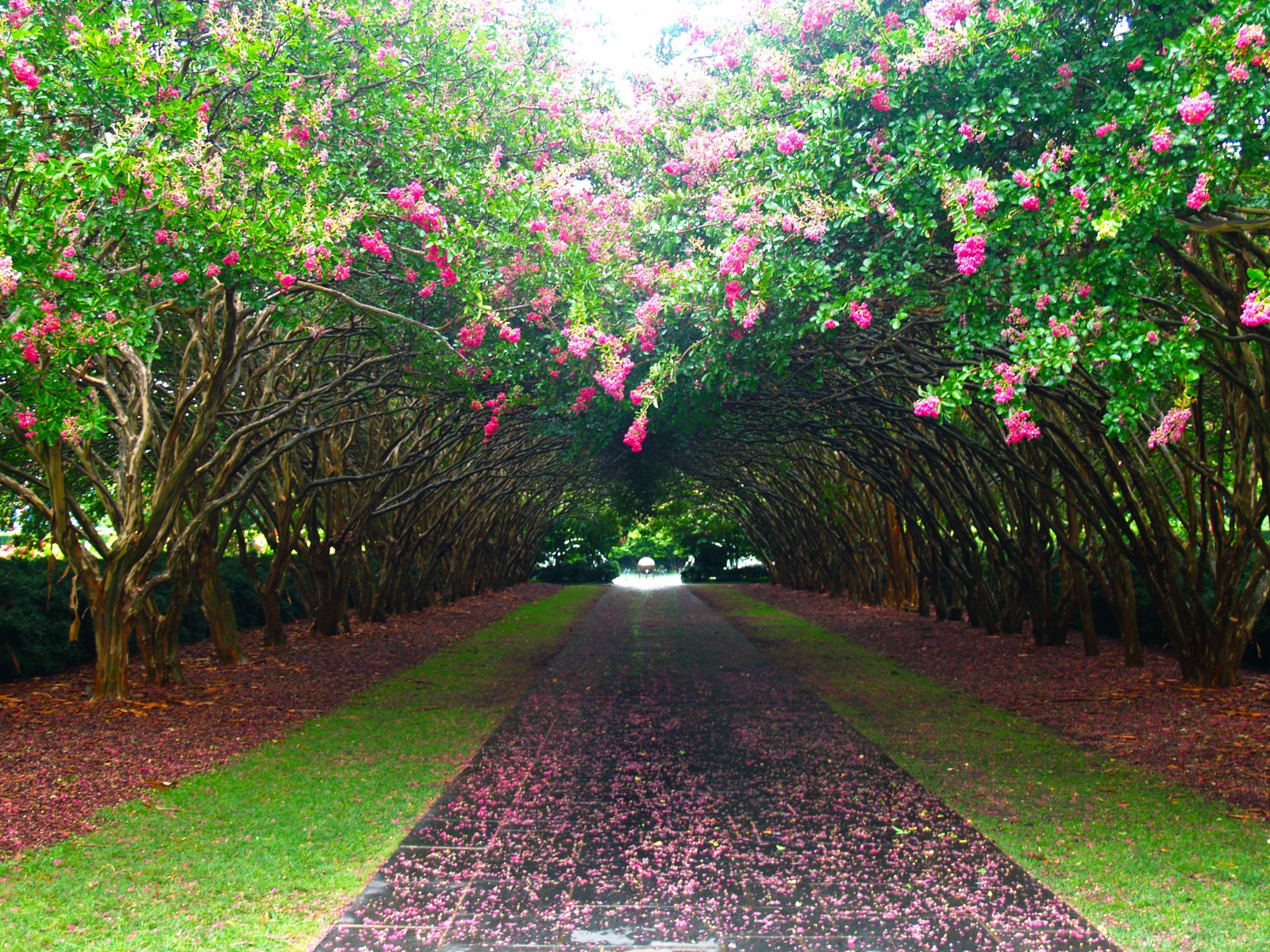 summer, the dallas arboretum, arboretum, garden, blooms, dallas