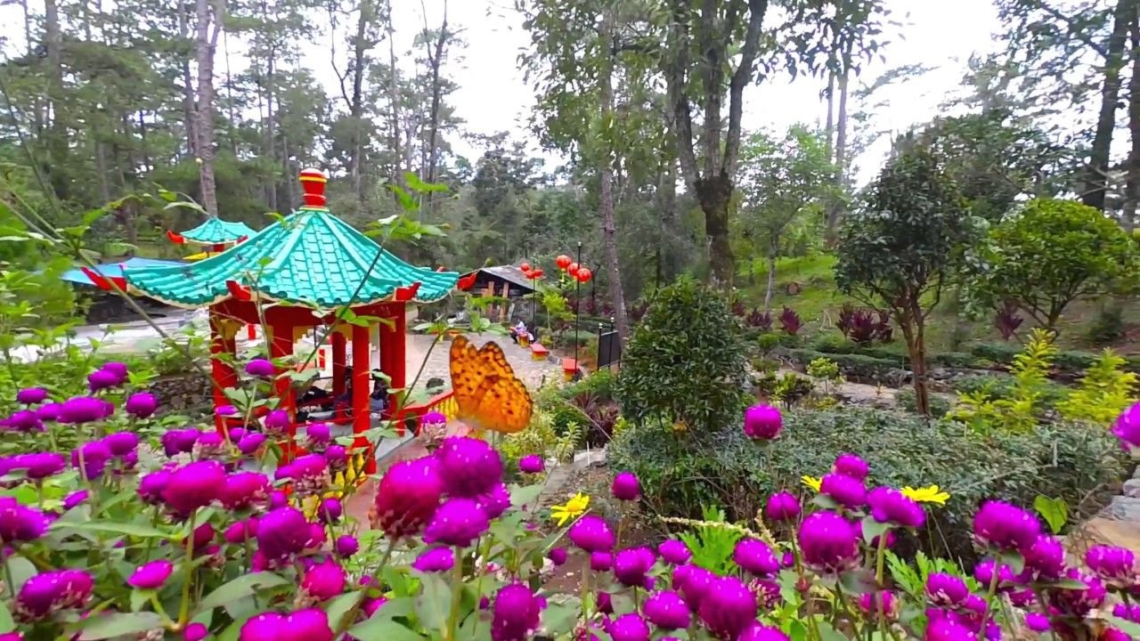 butterflies at the botanical garden | baguio city | asia | baguio