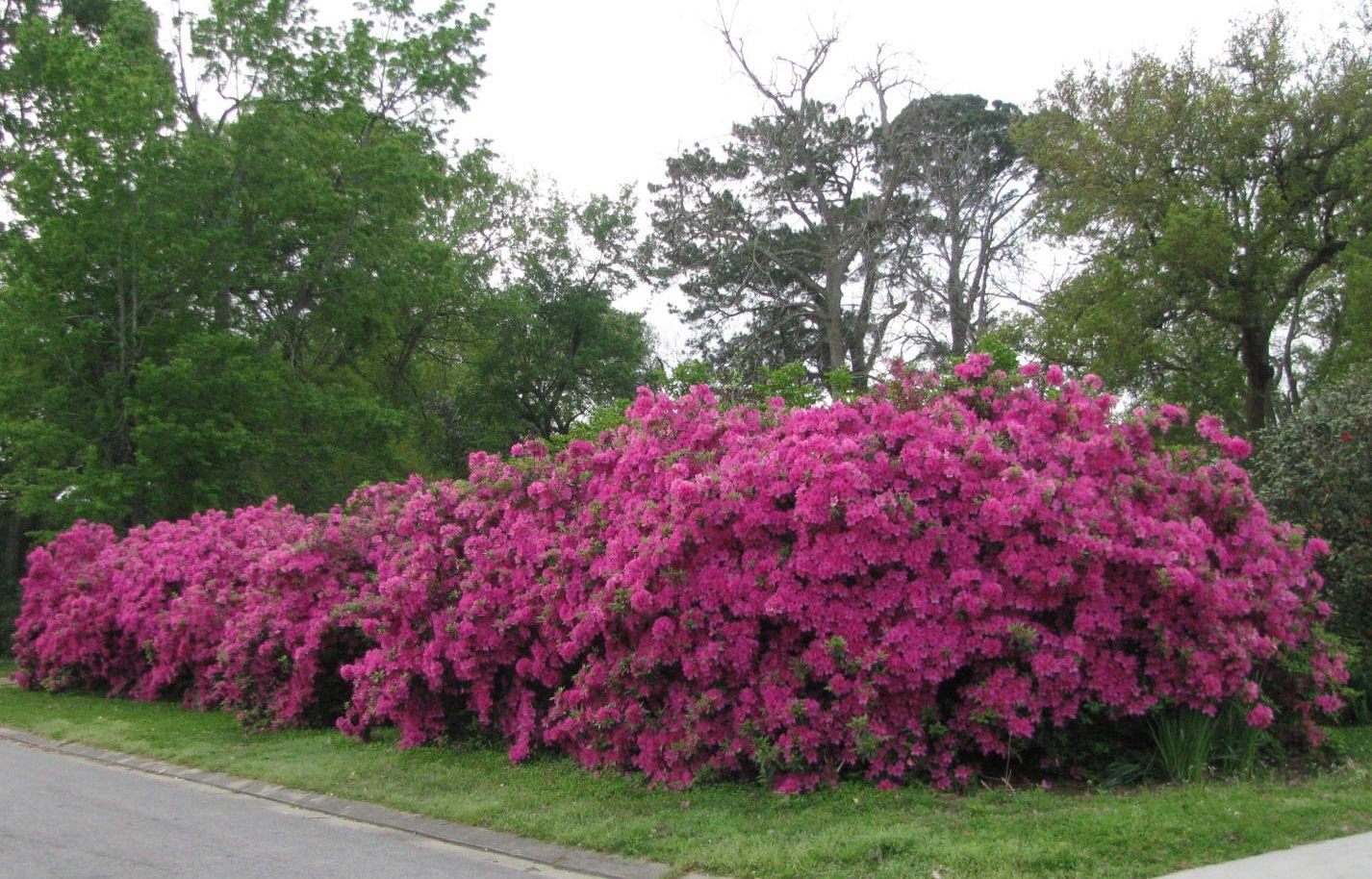 this is our formosa azalea hedge on april 3, 2014. lafayette