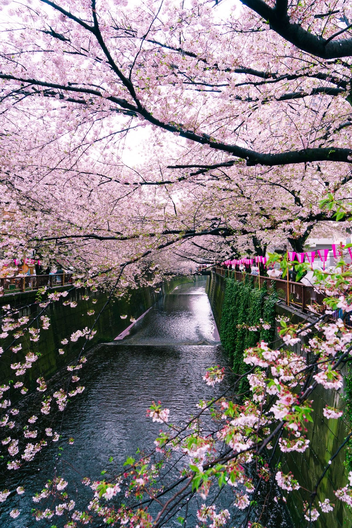 japan, part i: tokyo – sushi, soft serve, and cat cafes | travel