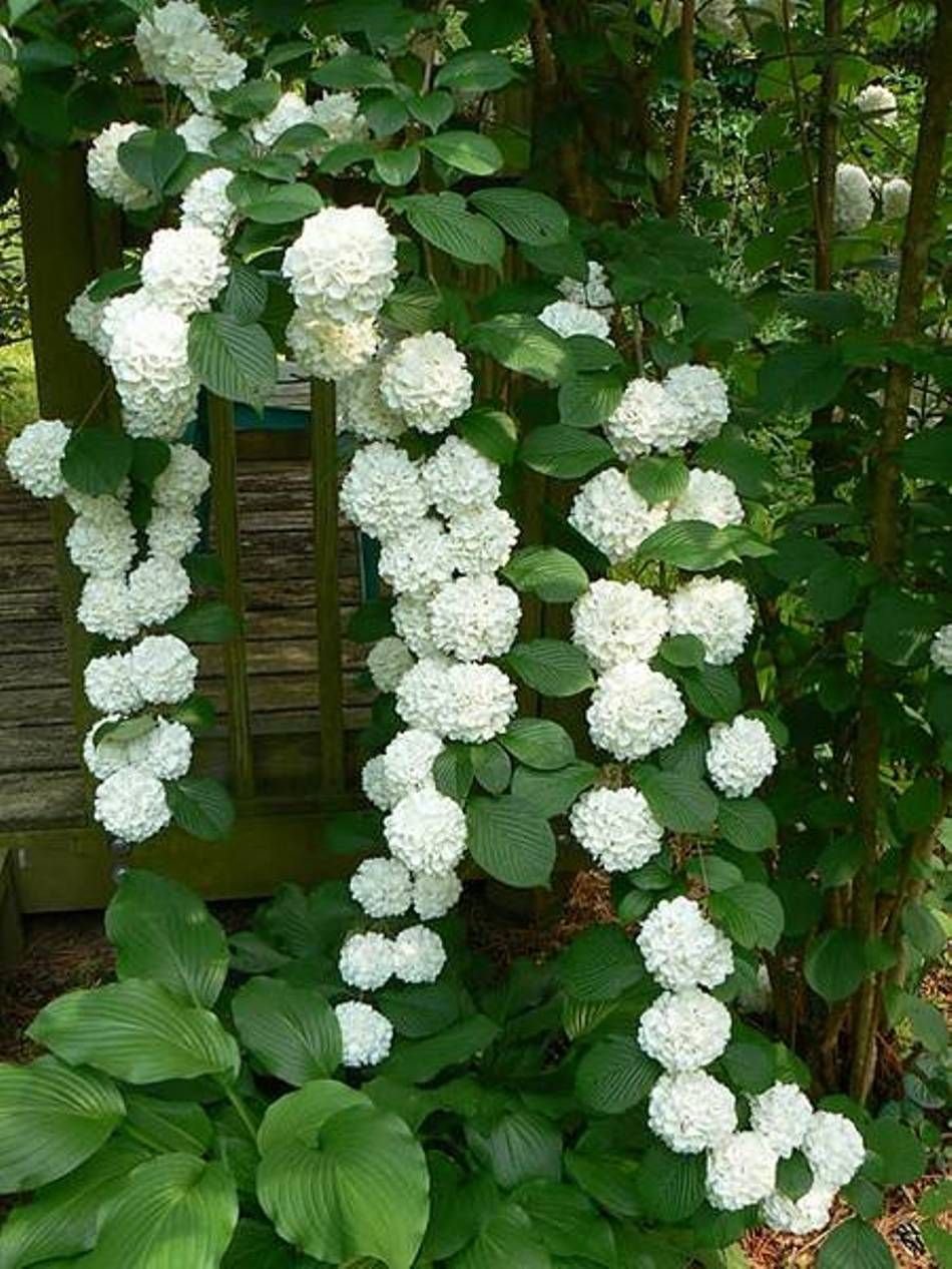 landscaping and outdoor building , the best climbing plant for shade