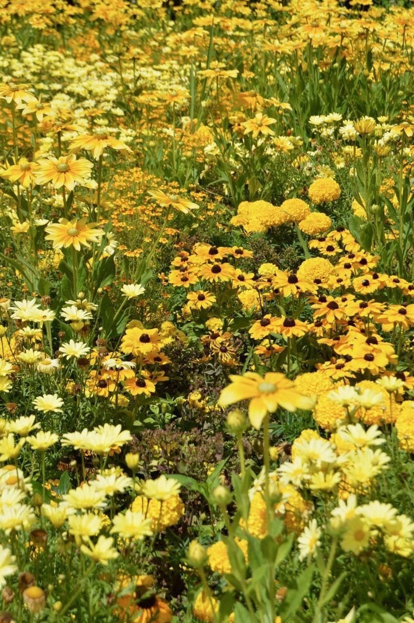 gardening jobs near me info: 5524679499 #gardenphotography | garden