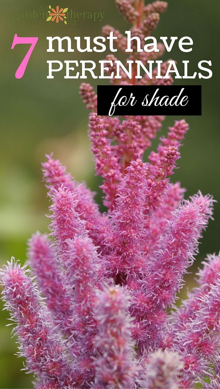 these hardy perennials are the toughest on the block | wantneed