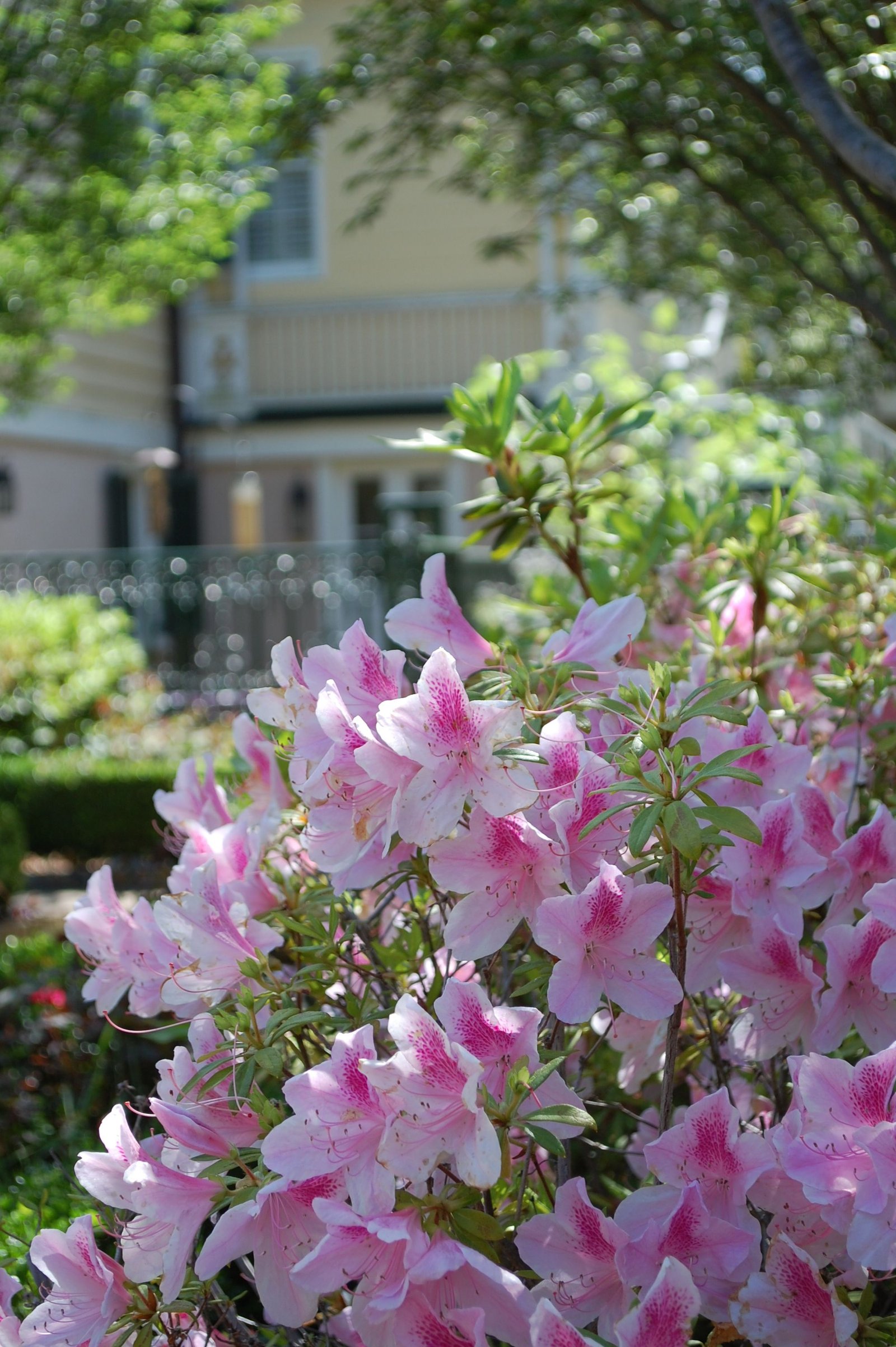 blooming pride of mobile azaleas | festival of houses & gardens