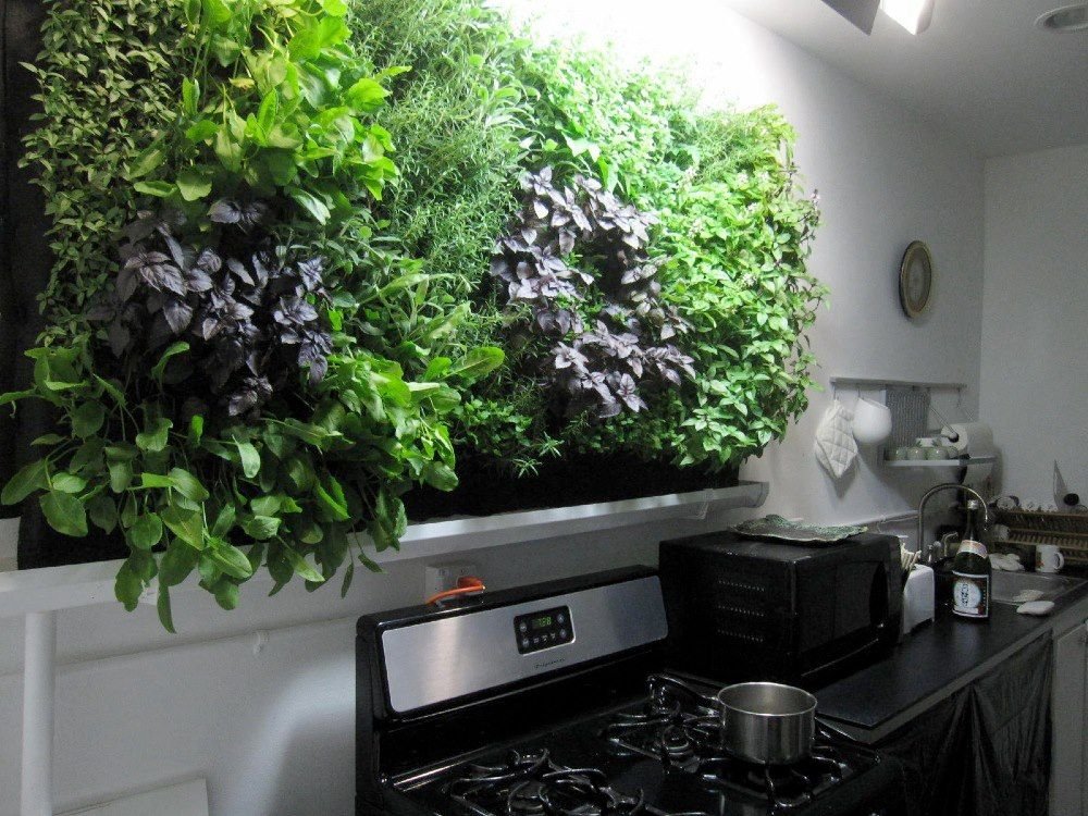 Massive kitchen wall herb garden... | Herb garden in ...