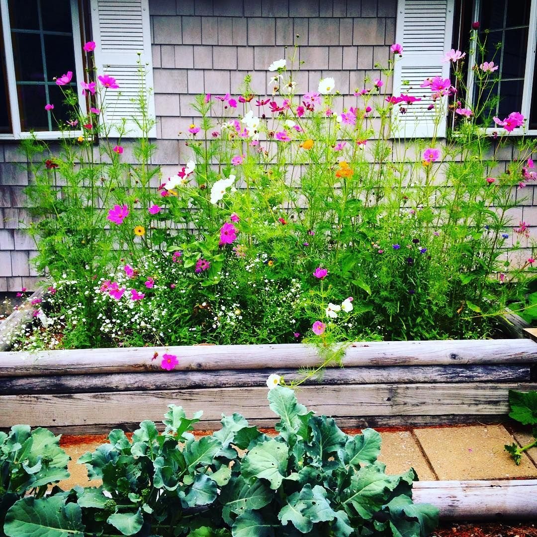 wildflower garden raised bed (with broccoli in the foreground