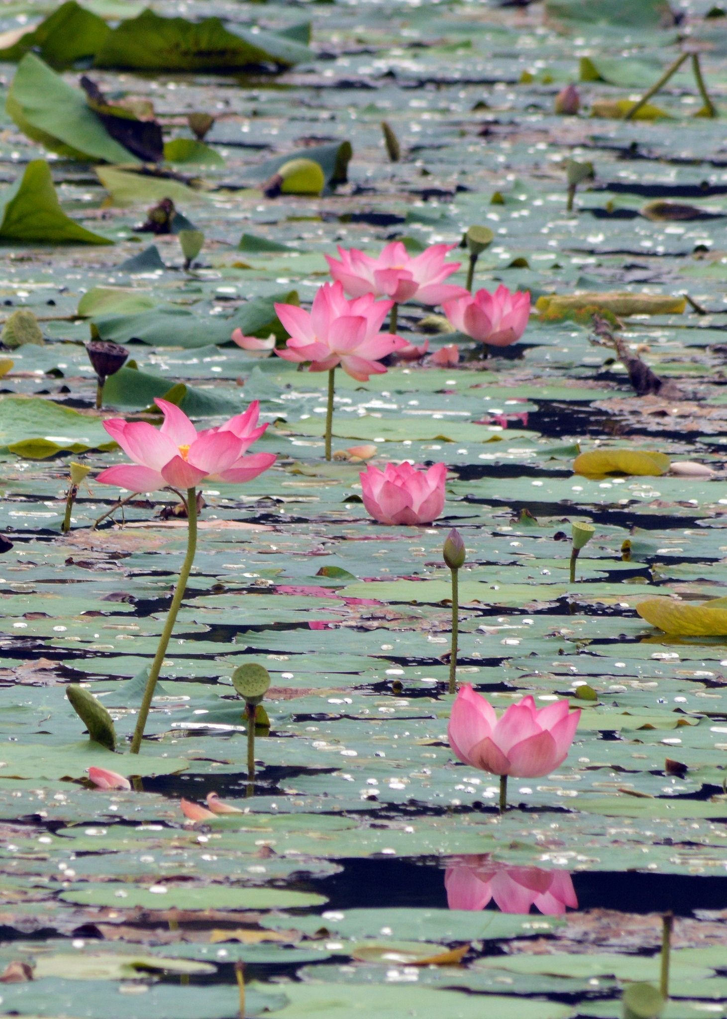 lotus pond | lotus - water lilly | lotus pond, beautiful flowers