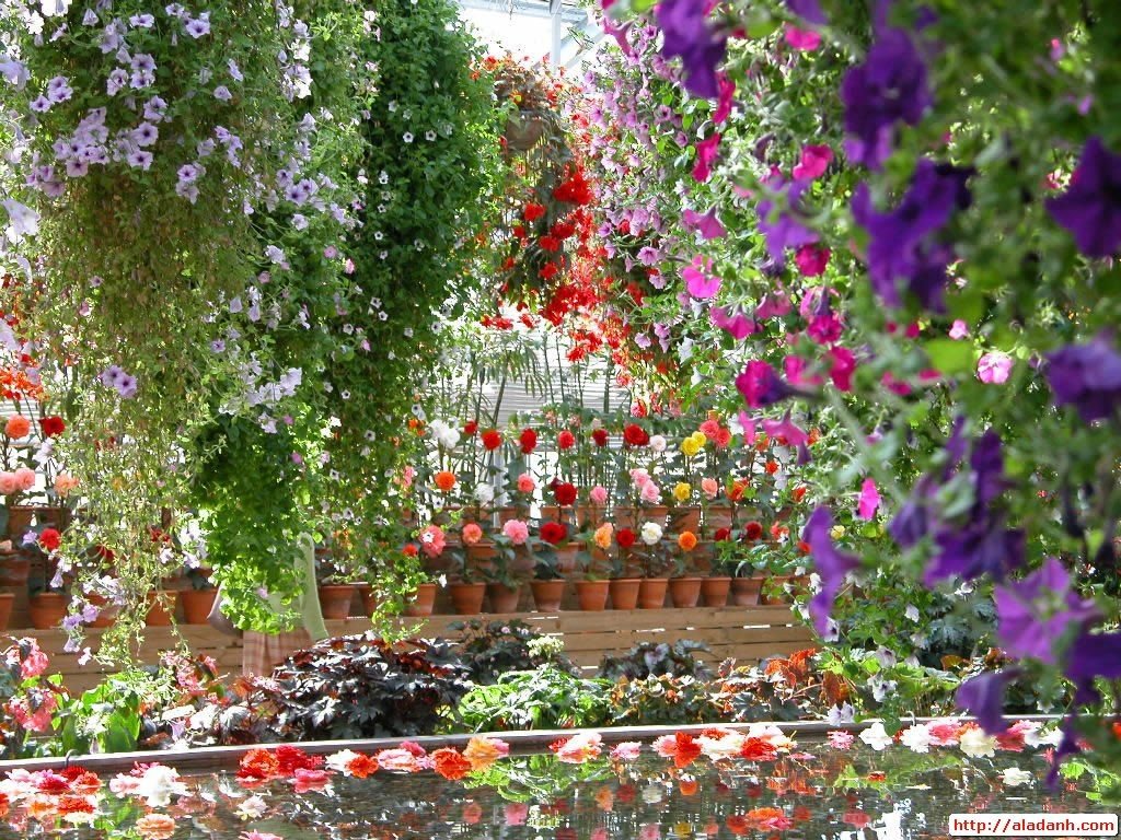 beautiful flower garden | beautiful flower garden wallpaper