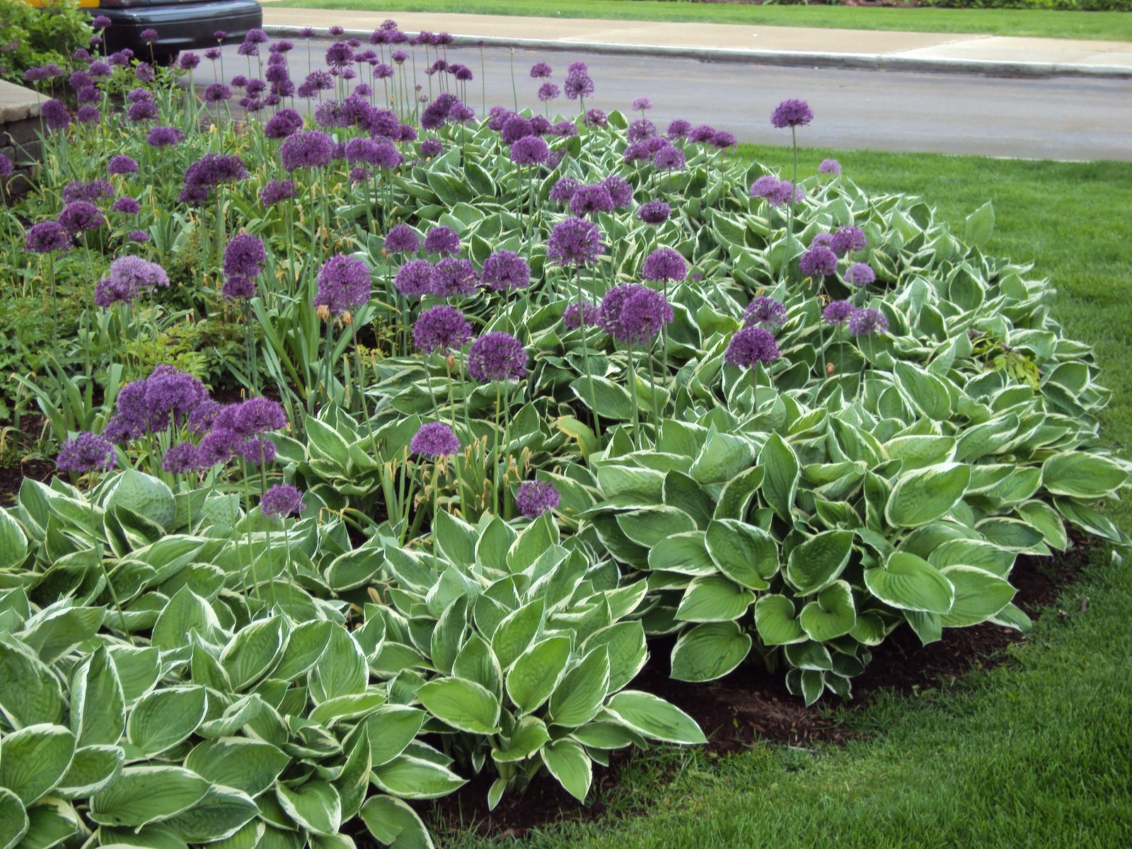 perennial landscape design ideas - google search | garden | flower