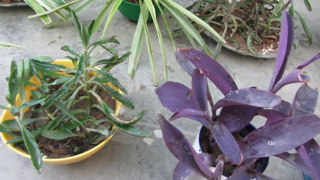 small pot gardening in 2019 | nancy white | garden, growing plants