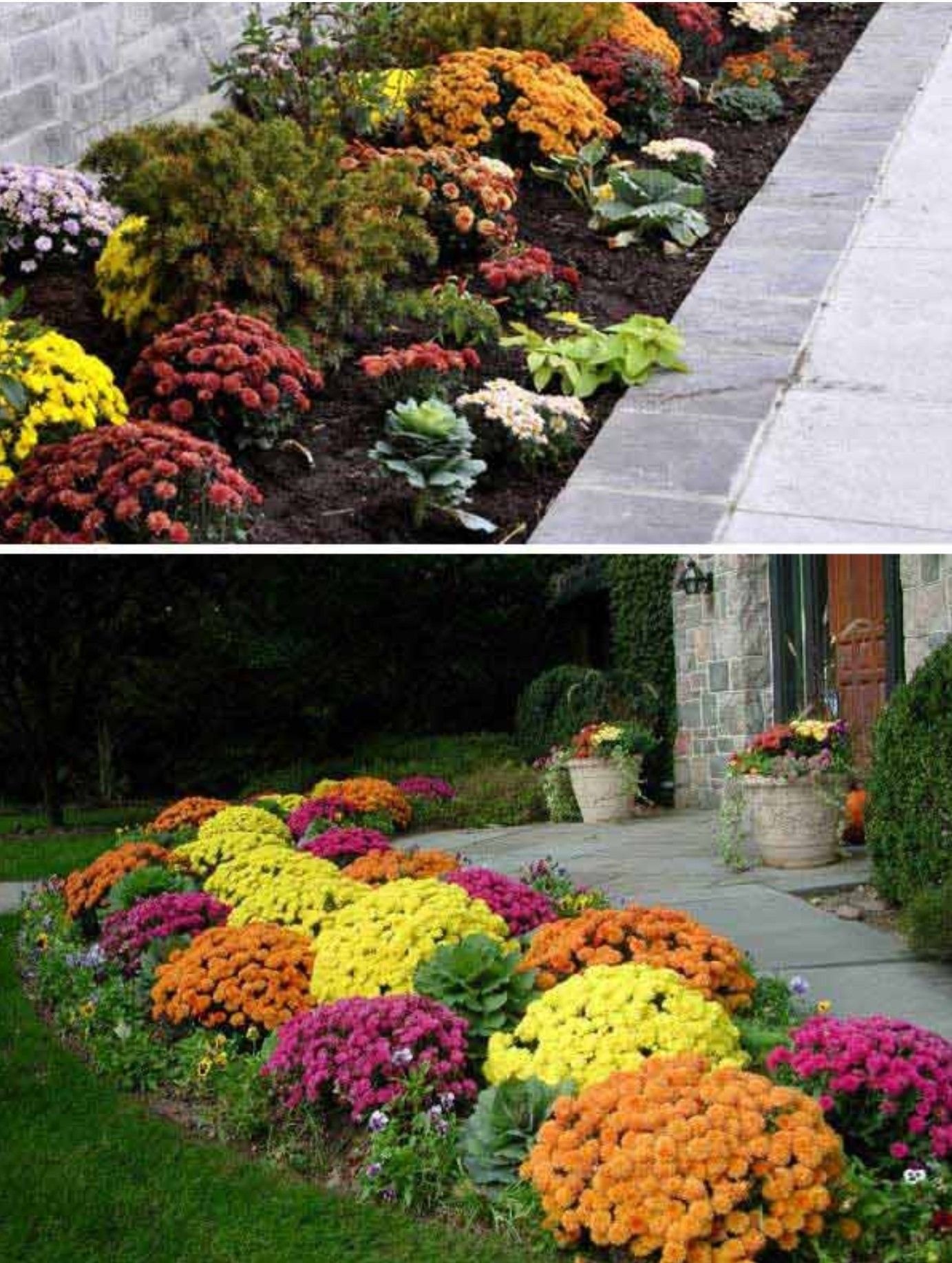 plant mums, pansies and kale for the fall season. | plants and trees