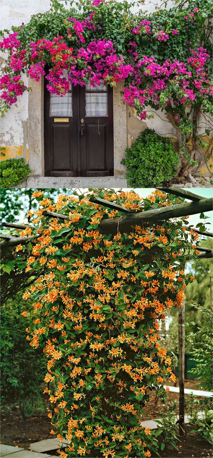 20+ favorite flowering vines and climbing plants | hometalk: summer