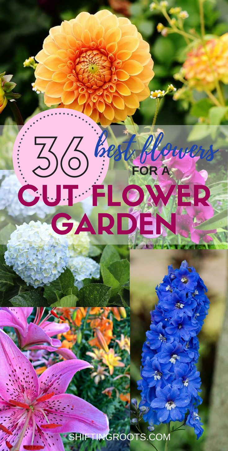 the 36 best cut flowers to feed your floral arranging habit all