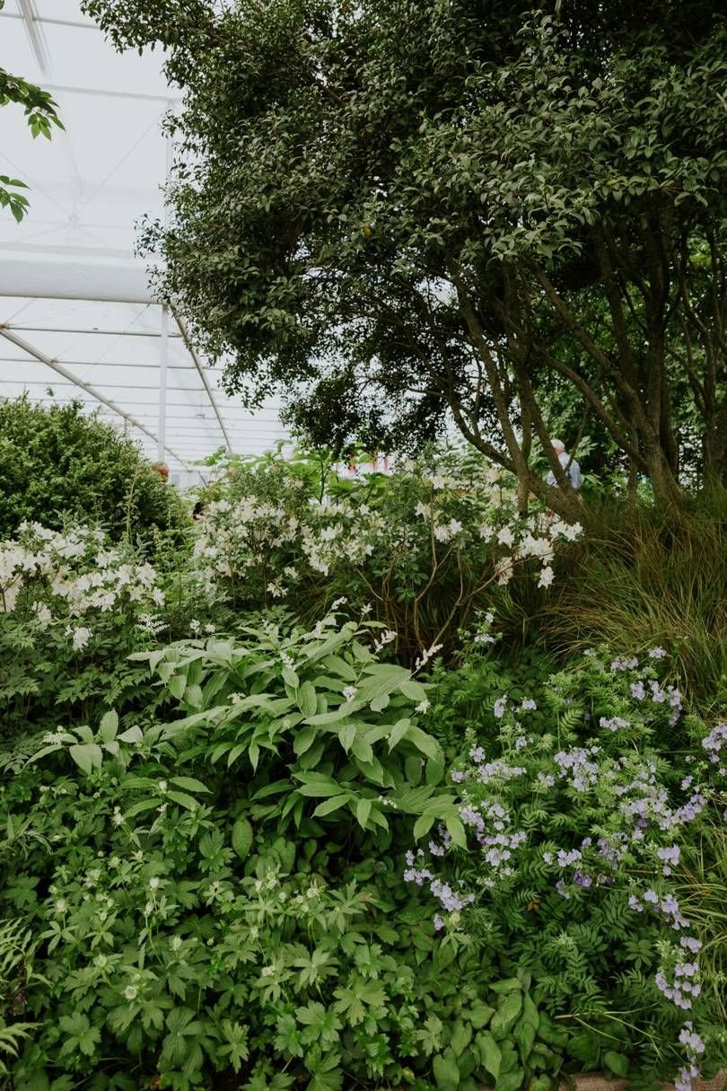 the chelsea flower show 2018 in pictures | chelsea flower show 2018
