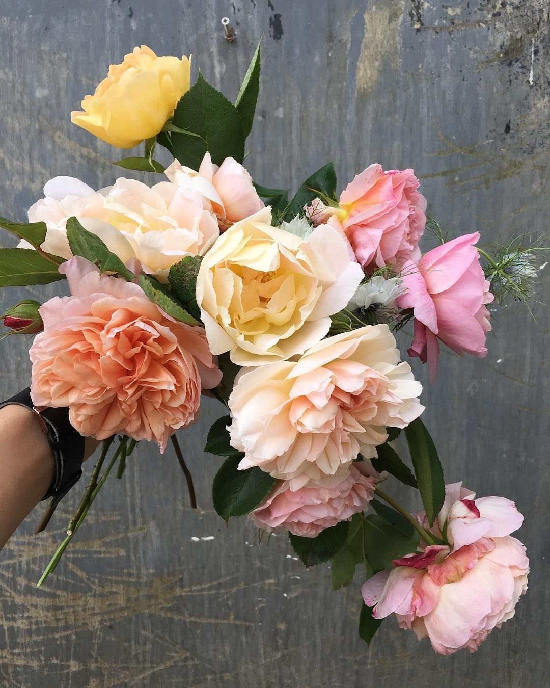 take a depth breath. #britishroses #gardengateflowers | instagram
