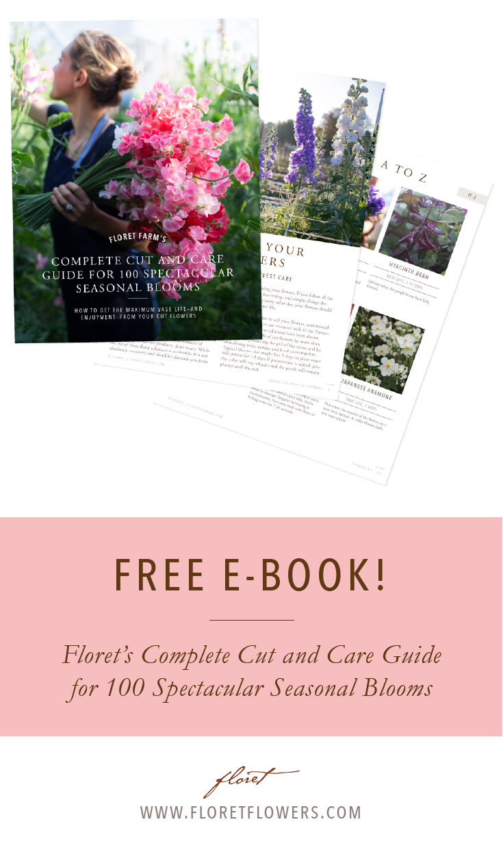 floret's complete cut and care guide for 100 spectacular seasonal