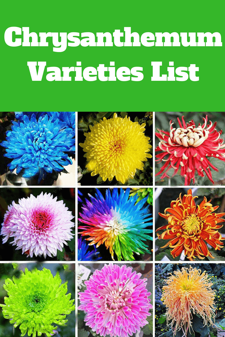 chrysanthemum varieties list | chrysanthemum flower | chrysanthemum