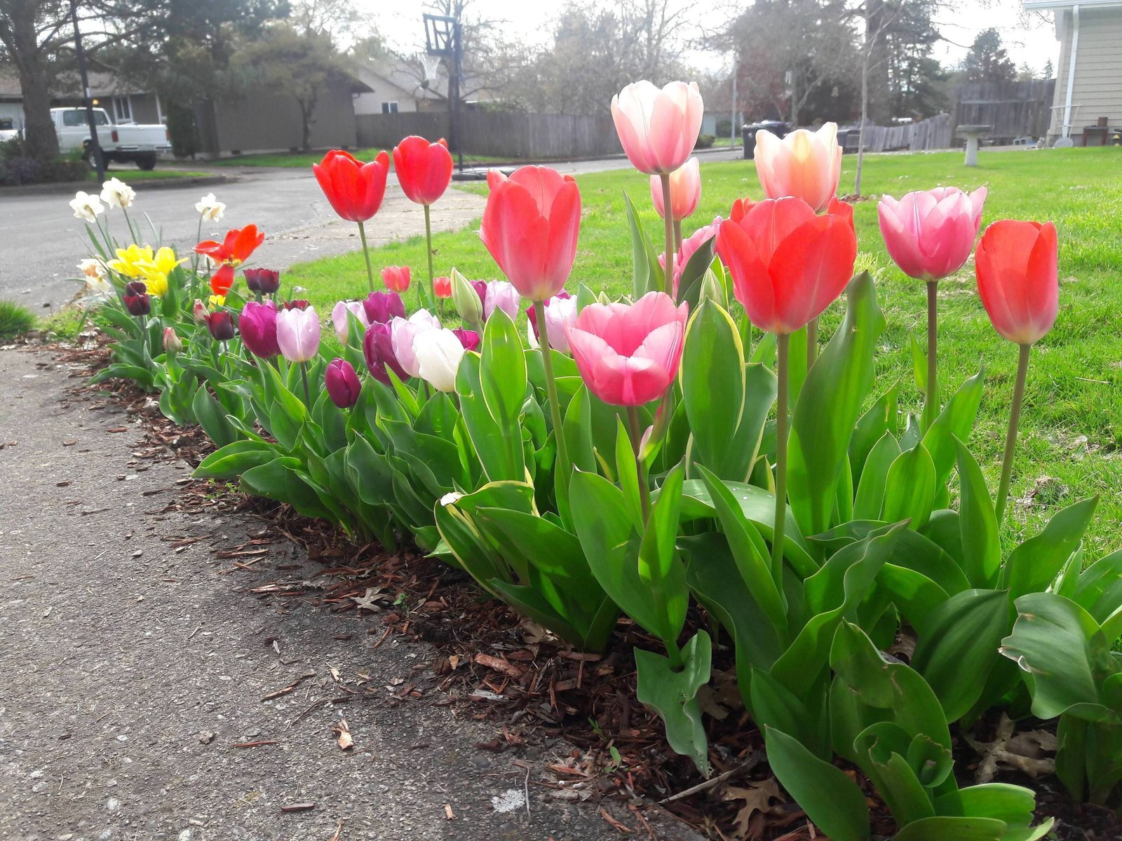 first time growing tulips and daffs #gardening #garden #diy #home
