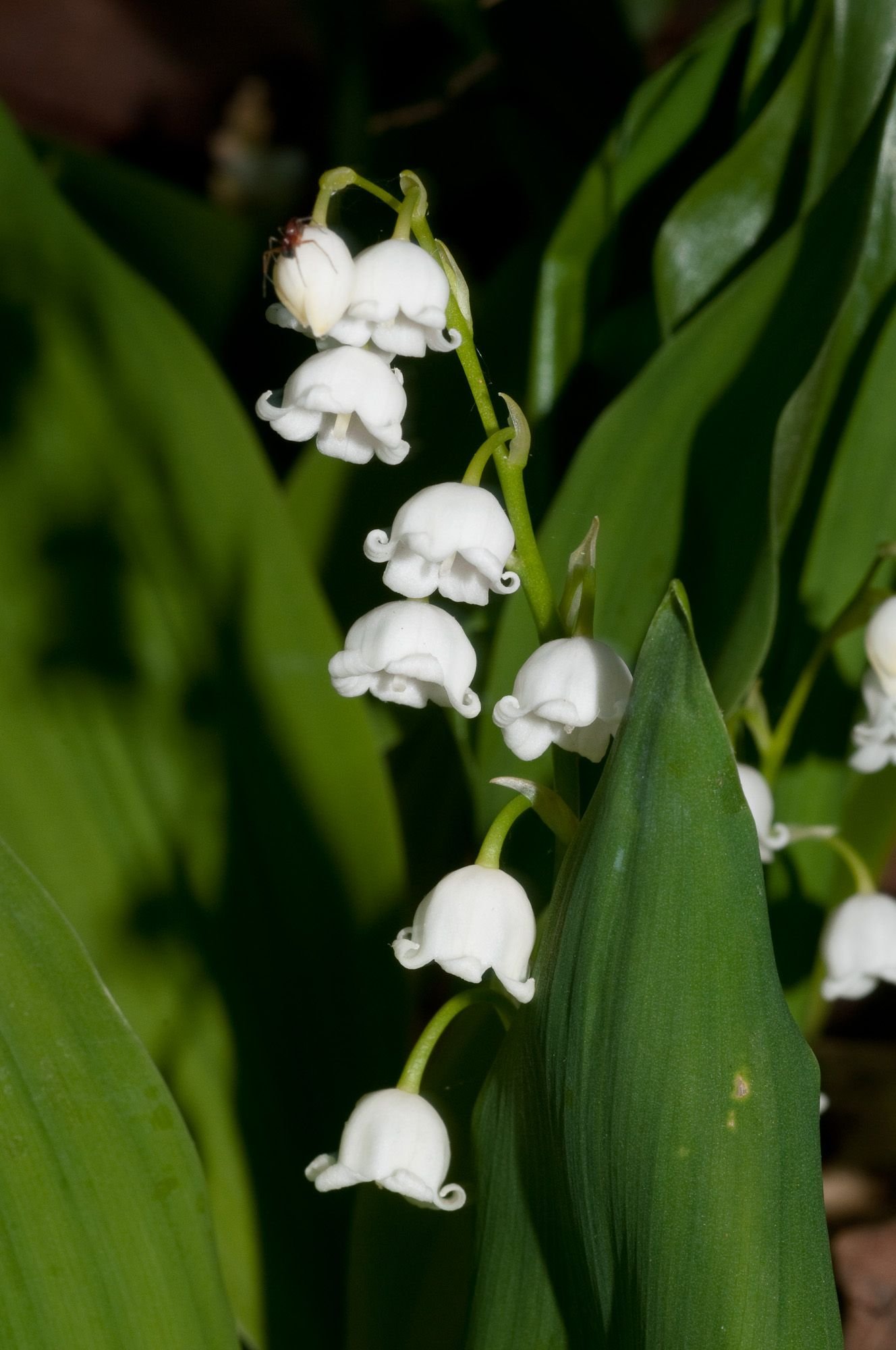 hanging bell flowers | 15 white, bell-shaped flowers hanging along