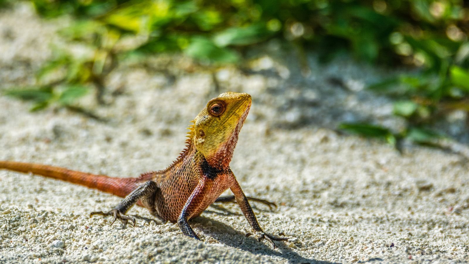 oriental garden lizard in maldives (explored) | reptiles