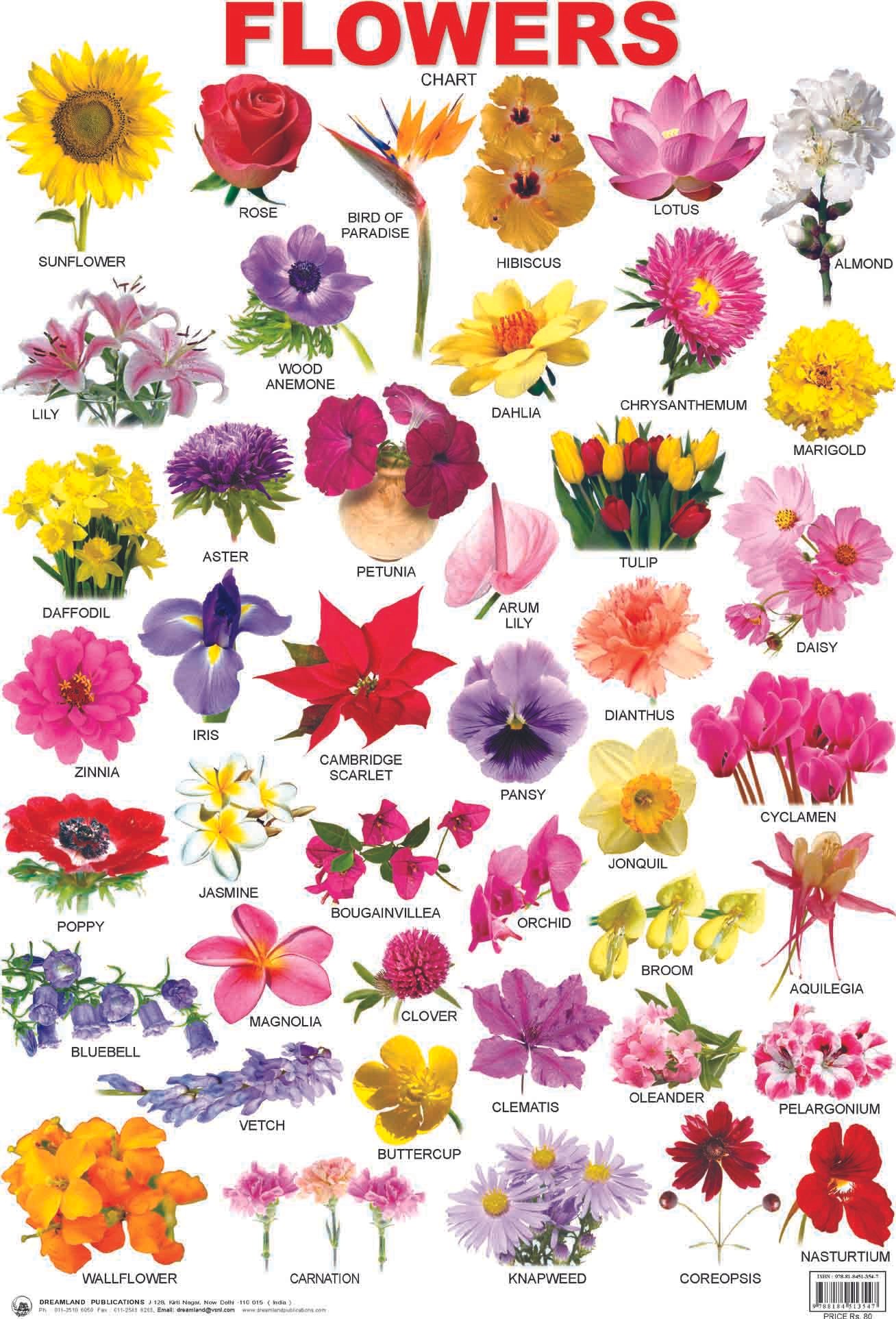 pin by heather hoover-shaw on home - garden flowers | different