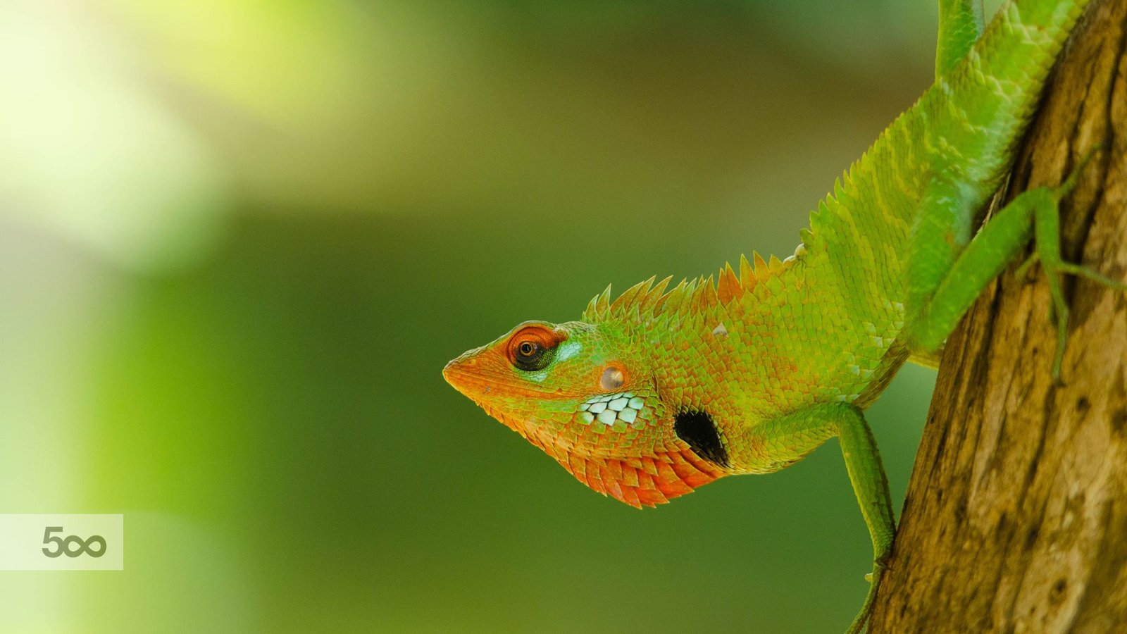 කටුස්සා" oriental garden lizard, eastern garden