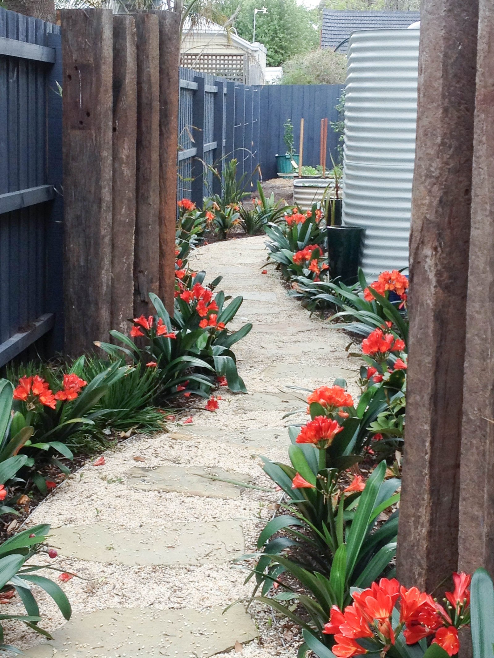 clivias :garden designed by akemi gardens | landscape design