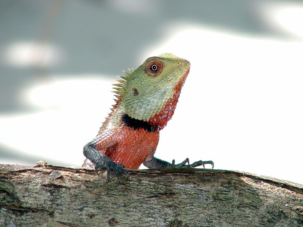 pin on variable bloodsucker (calotes cf. versicolor)