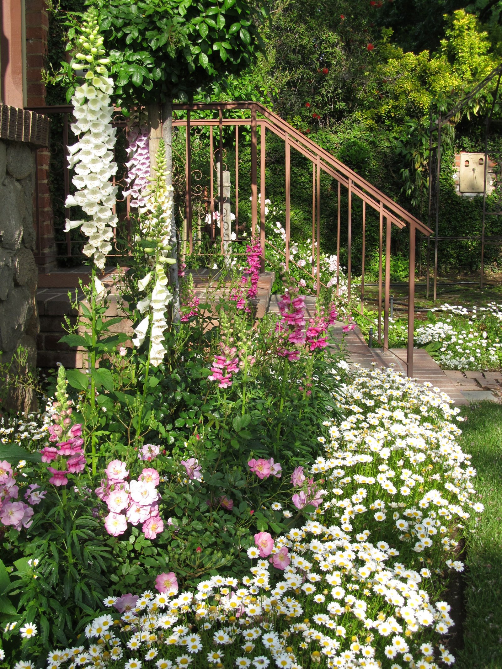 shasta daisy "border" for flower bed of foxglove, snapdragon and